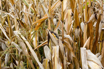 A dried up cob in a field