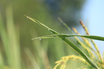 Green Grass With Water Droplet on blur Background. Green Natural background.