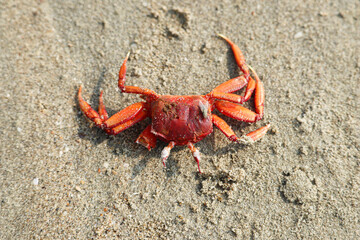 crab on the beach