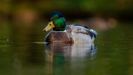 Badeente