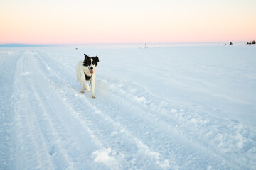 white dog having fun in fresh snow winter fun with pets