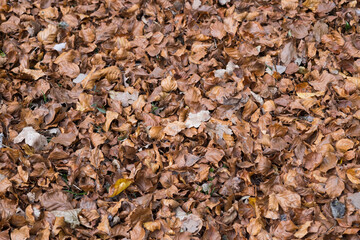 Autumn fallen leaves. Autumn concept