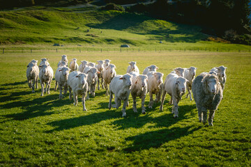 Obraz premium Sheep in New Zealand