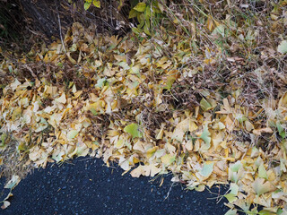 道端の古びた銀杏の落ち葉