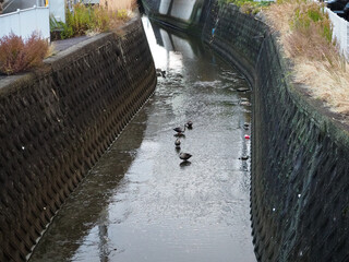 水路の中を鴨が4羽歩いている