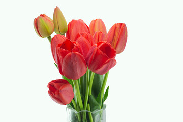 bouquet of tulips on a white background. flower isolate