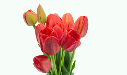 bouquet of tulips on a white background.red flower isolate