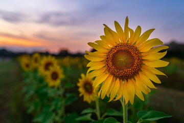 Beautiful Sunflower blossom close up