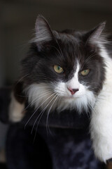 Cat lying and relaxing on cat tower. Blurred background. Looking out from the window.