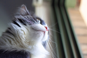 Bottom view of Domestic medium hair cat lying and relaxing on cat tower.