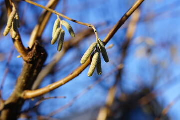 Natur bilder