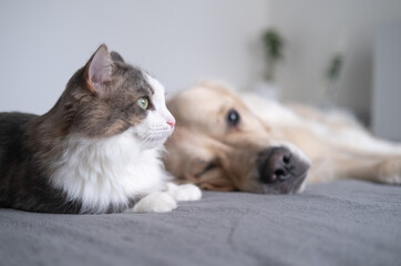 Fototapeta na wymiar gray cat and beige dog lie together on the crib. golden retriever on a gray plaid