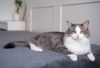 A cute cat lies on a gray blanket at home. gray cat looks at the camera in a stylish interior