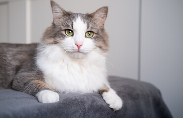 A cute cat lies on a gray blanket at home. gray cat looks at the camera in a stylish interior