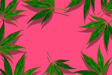 Flat composition with hemp leaves on a pink background, top view on background. minimal concept. creative copyspace