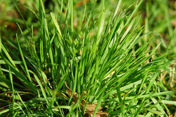 frisches grünes gras als hintergrund