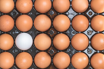 top view chicken eggs in a row
