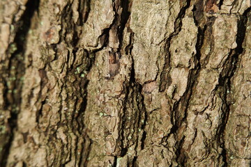 
various
 Bark of trees in the forest