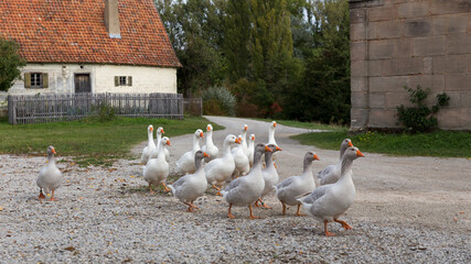 flock of geese in a rural german countryside