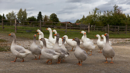 flock of geese in a rural german countryside