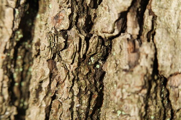 bark of a tree