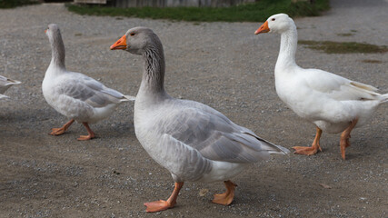 flock of geese in a rural german countryside