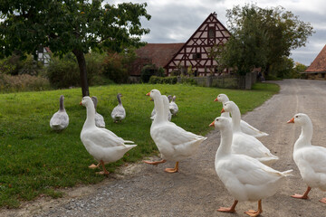 flock of geese in a rural german countryside