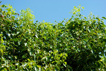 Fototapeta na wymiar green leaves on a sunny day