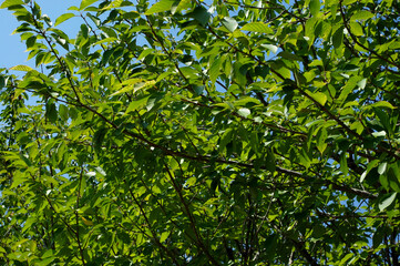 green leaves in the sun