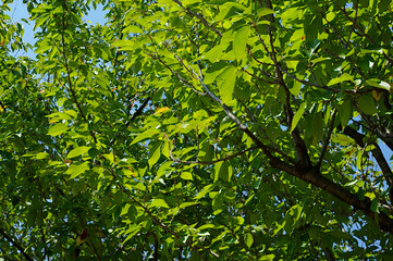 green leaves in the sun