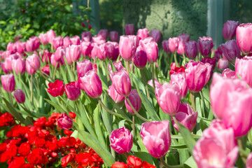 Pink Tulips blooming in the garden