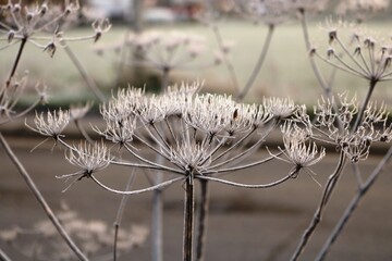 Frostzeit Weinheim Waid