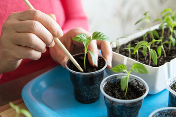 Hands with little pepper plant. Growing, seeding, transplant seedling, homeplant, vegetables at home