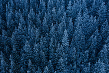 Frosty forest background. Seasonal nature patterns.
