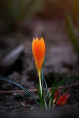 red and yellow tulip