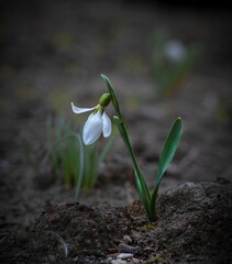 spring snowdrop flower