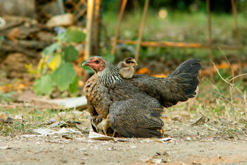 Chicks riding on the hens