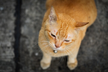 Obraz na płótnie Canvas Cute ginger hair cat on top view.