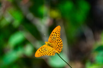 Italy, Trentino, Coredo Lake - 12 Juli 2020 - View of a magnificent butterfly surrounded by greenery