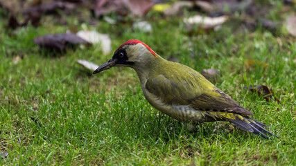 European green woodpecker searching ants