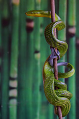 A green rat snake (Gonyosoma prasinum) is resting on a dry tree branch.