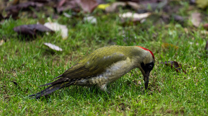 European green woodpecker searching ants