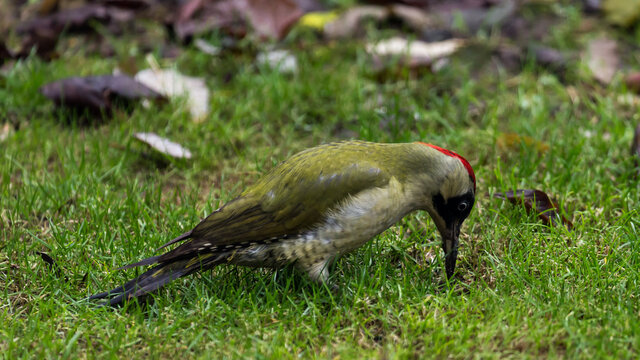 European green woodpecker searching ants