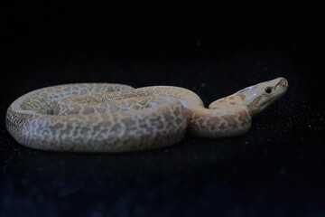 A python in a position ready to attack.