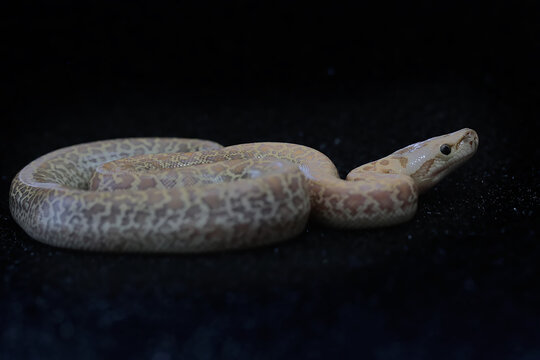 A python in a position ready to attack.