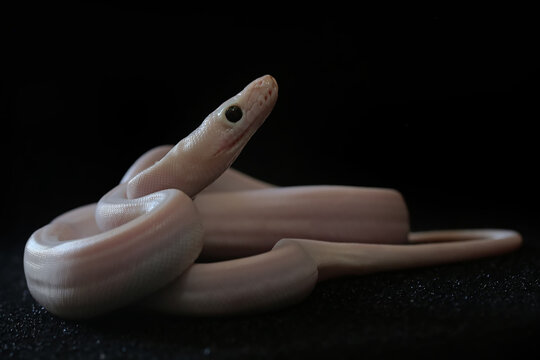 A python in a position ready to attack.