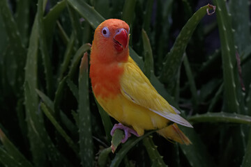The beauty of a love bird (Agapornis sp) lutino type with bright orange and yellow feather color.