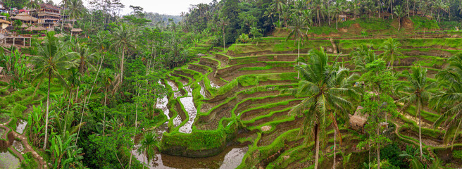 An aerial panorama of Tegallalang Rice Terraces in Ubud on Bali island, Indonesia