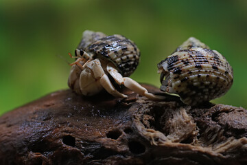 A hermit crab (Paguroidea sp) are walking slowly.
