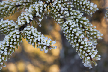 delle splendide formazioni di cristalli di ghiaccio sui rami di abete in inverno inoltrato in...